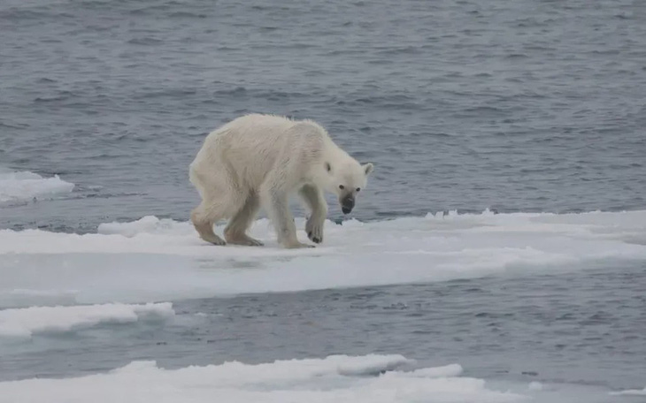 Gấu trắng Bắc cực có nguy cơ tuyệt chủng do biến đổi khí hậu