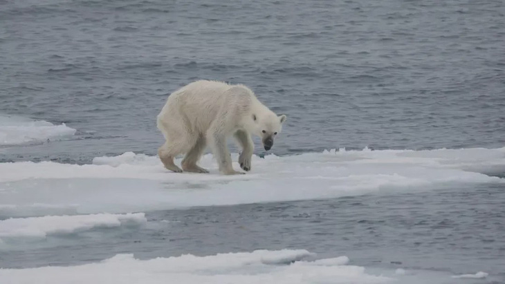 Gấu trắng Bắc cực có nguy cơ tuyệt chủng do biến đổi khí hậu - Ảnh 1.