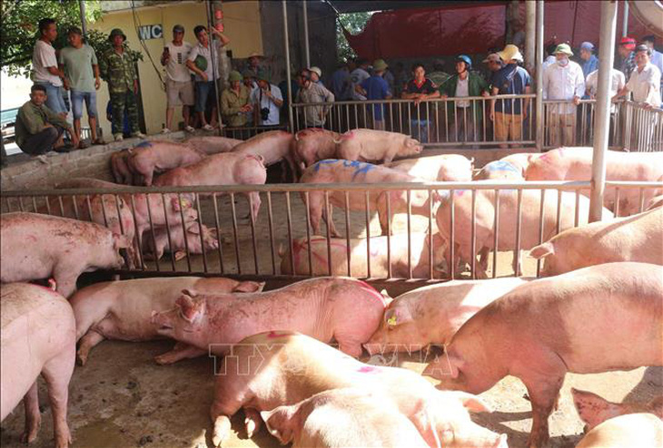 Người chăn nuôi Thái Lan đồng ý xóa khâu trung gian để hạ giá thịt lợn - Ảnh 1.