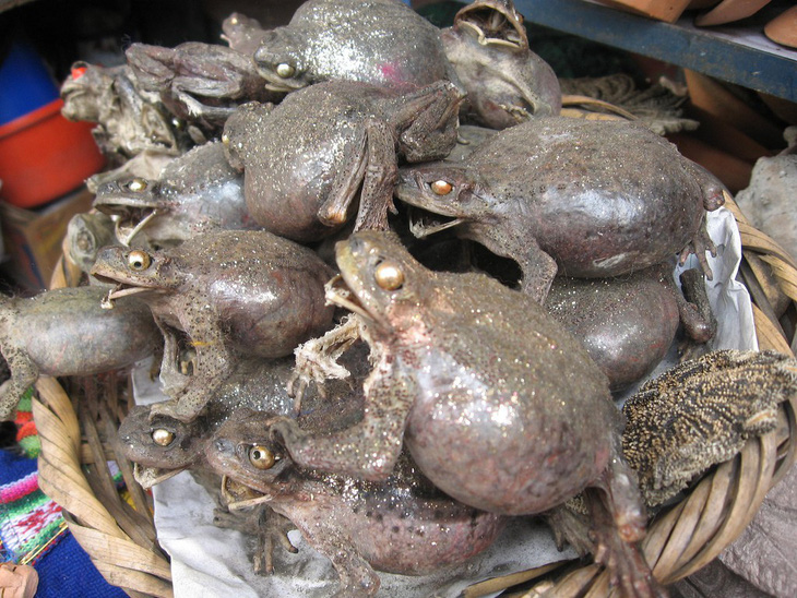 Đi chợ chuyên doanh bùa: xác cóc ếch khô, nhau thai khô, công thức kích thích... - Ảnh 1.