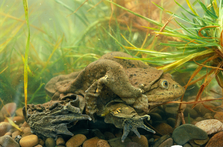 Các nhà khoa học Nam Mỹ tìm cách bảo tồn giống ếch khổng lồ Titicaca - Ảnh 1.