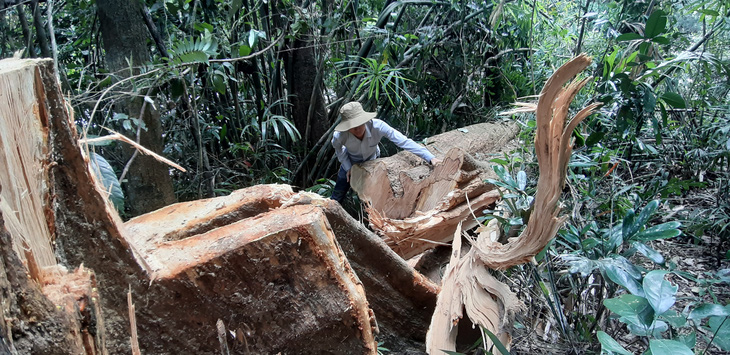 Điều tra vụ hạt trưởng kiểm lâm bị điện thoại dọa ‘coi chừng tính mạng’ - Ảnh 1.