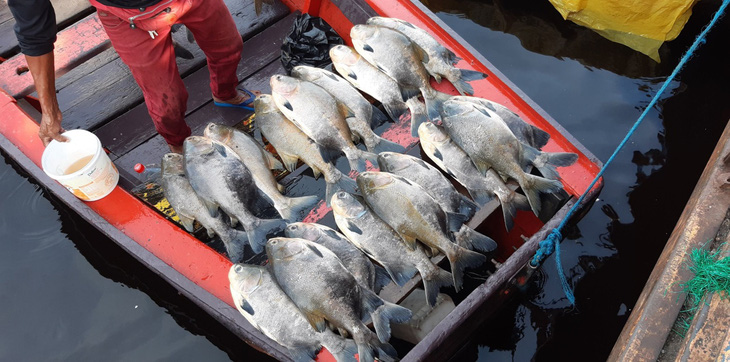 Cá tại khu vực Amazon của Brazil có hàm lượng thủy ngân cao nguy hiểm - Ảnh 1.