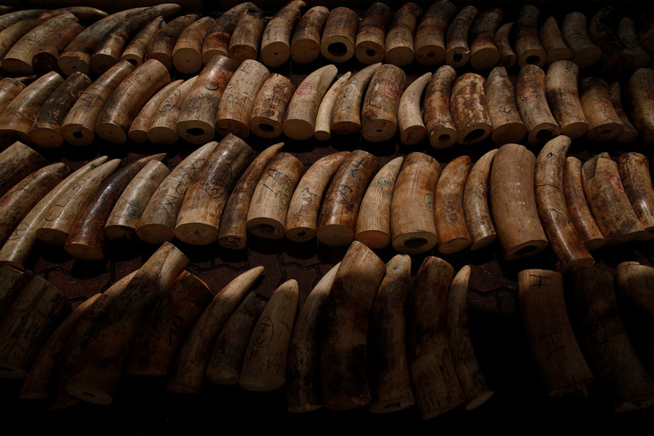 Singapore tiêu hủy 9 tấn ngà voi bằng nghiền nát và thiêu rụi - Ảnh 3.