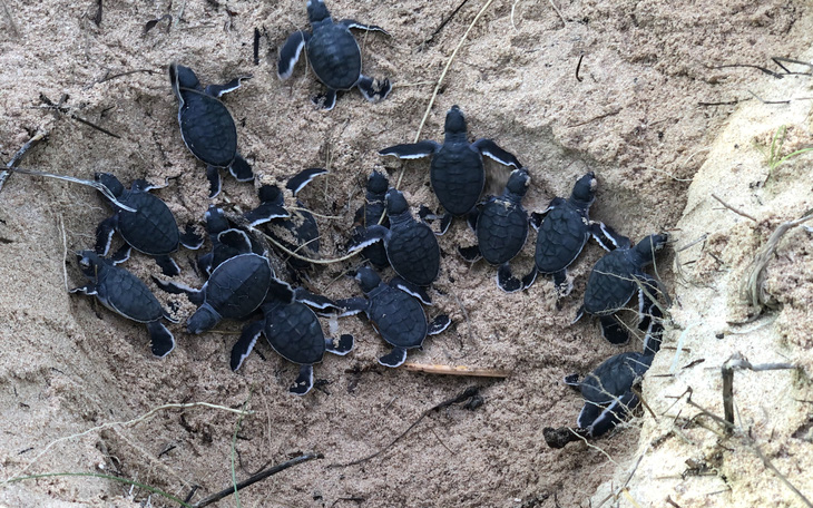 45 rùa con quý hiếm và 51 ngày cưu mang của dân đảo Phú Quý