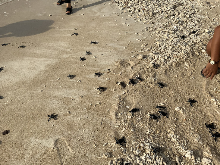 45 rùa con quý hiếm và 51 ngày cưu mang của dân đảo Phú Quý - Ảnh 3.