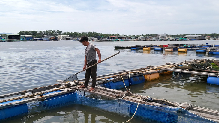 Cá bè Long Sơn chết lai rai chưa rõ nguyên nhân, người nuôi thiệt hại tiền tỉ - Ảnh 2.