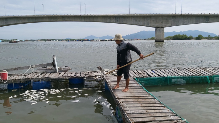 Cá bè Long Sơn chết lai rai chưa rõ nguyên nhân, người nuôi thiệt hại tiền tỉ - Ảnh 1.