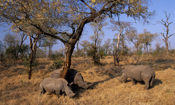 Hàng trăm tê giác được cứu khỏi bọn săn trộm nhờ các biện pháp phong tỏa - Ảnh 1.