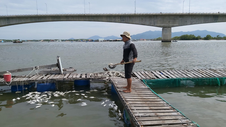 Cá bè Long Sơn chết lai rai do ký sinh trùng quả dưa - Ảnh 1.