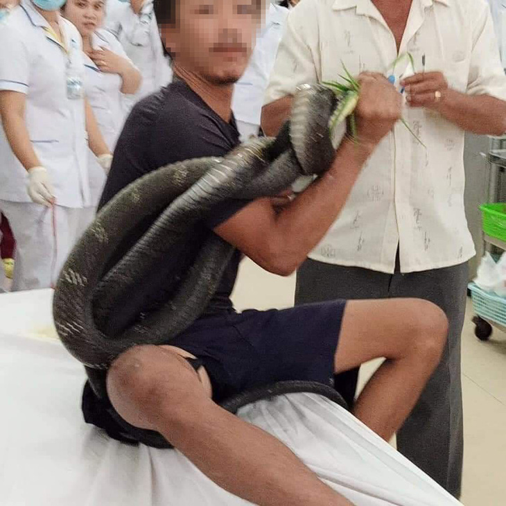 Sức khỏe bệnh nhân bị rắn hổ mang chúa dài 2,5m cắn đang tiến triển tốt - Ảnh 1.