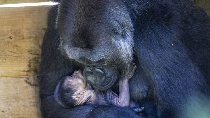 Ảnh xúc động mẹ con khỉ đột nhỏ tuổi nhất thế giới - Ảnh 3.