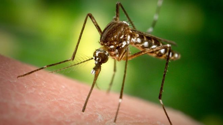 Tiểu bang Mỹ thả 750 triệu con muỗi đực biến đổi gen để diệt muỗi cái - Ảnh 1.