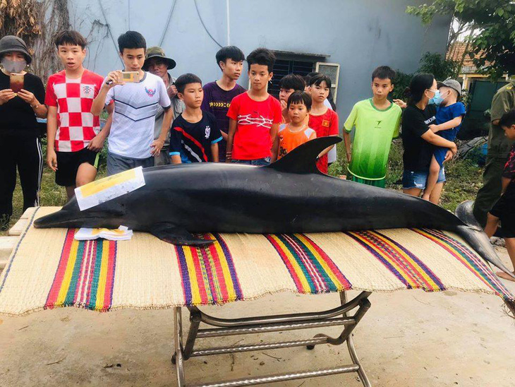 Dân làm nghi lễ chôn cất cá heo 300kg chết dạt trên sông Trường Giang - Ảnh 1.