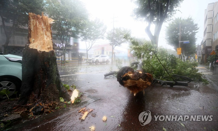 Trung Quốc phát cảnh báo cao nhất với bão Bavi, cây cối ngã đổ trên bán đảo Triều Tiên - Ảnh 3.