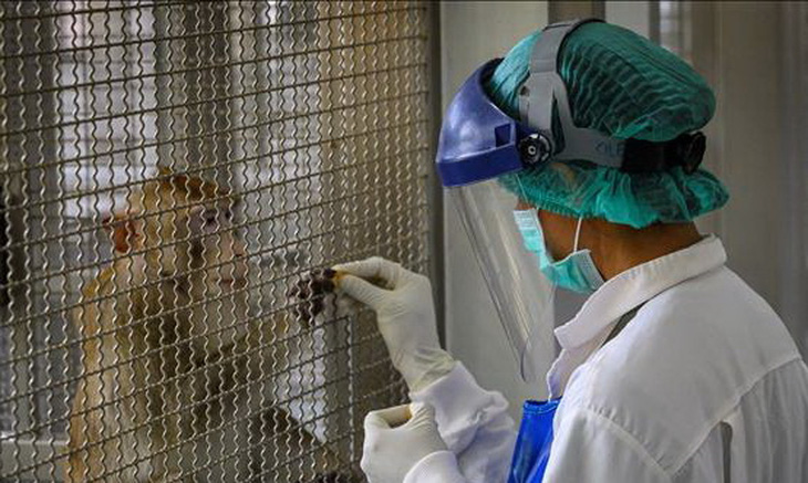 Thái Lan thử thành công vaccine ngừa COVID-19 trên khỉ, chuột - Ảnh 1.