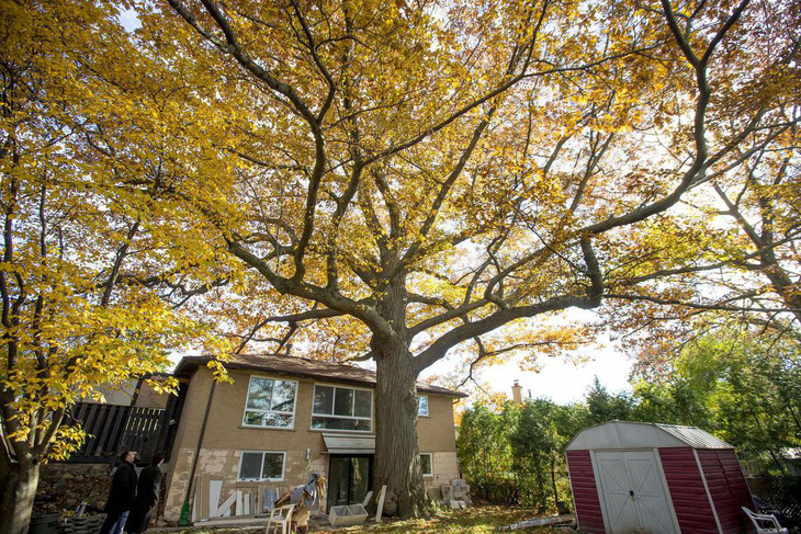 Canada tìm cách cứu cây sồi 300 tuổi già hơn cả nước này - Ảnh 1.