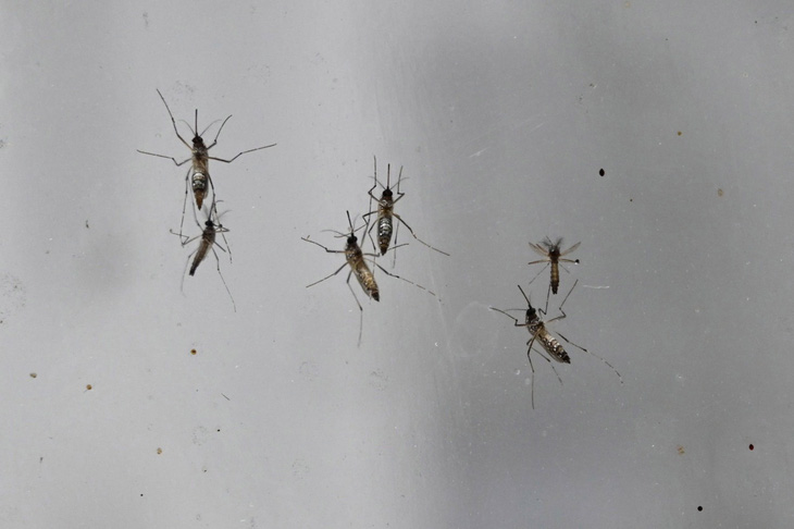 Phát hiện mới về hệ miễn dịch của loài muỗi giúp chống bệnh sốt rét - Ảnh 1.