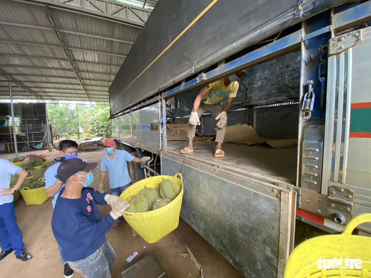 Huyện áp thuế doanh thu sầu riêng giữa mùa dịch, chủ vựa khóc ròng, dân bức xúc - Ảnh 7.