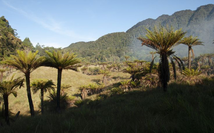 Hòn đảo nhiều loại cây cỏ nhất Trái đất