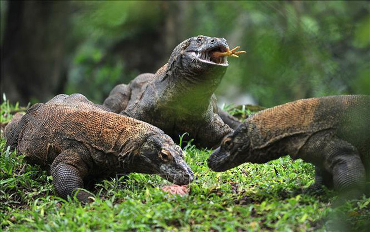 Indonesia hạn chế số khách du lịch tham quan đảo rồng Komodo - Ảnh 1.