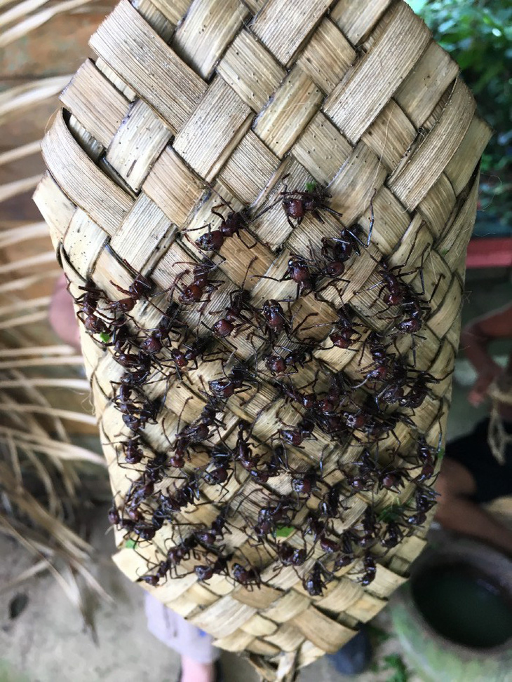 Lễ trưởng thành đầy đau đớn: Cho kiến đạn đốt đến tê liệt, sinh ảo giác - Ảnh 3.