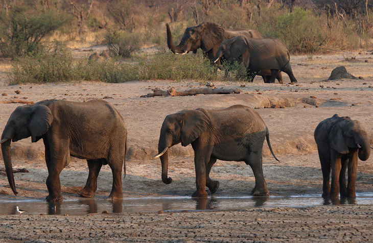 Zimbabwe điều tra cái chết bí ẩn của 11 con voi - Ảnh 1.