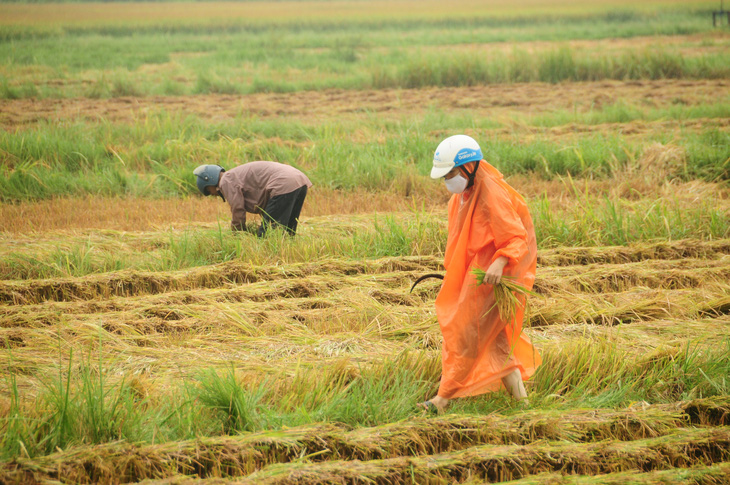 Nông dân hối hả gặt lúa sớm, phố cổ đốn bớt cây tránh bão - Ảnh 3.