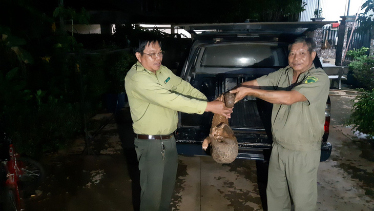 Người dân đuổi bắt con tê tê 10kg giao kiểm lâm thả về rừng - Ảnh 1.