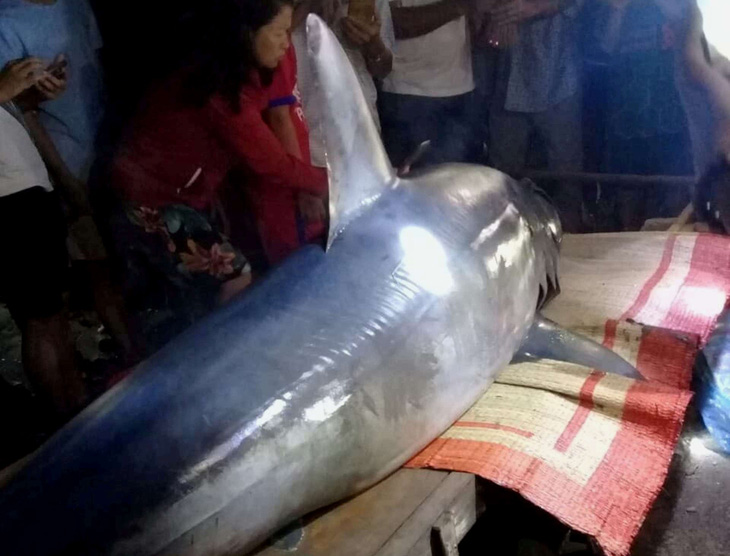 Cá mập xanh nặng 2 tạ ‘lạc’ vào sông Bến Hải rồi chết, dân tổ chức chôn cất - Ảnh 1.