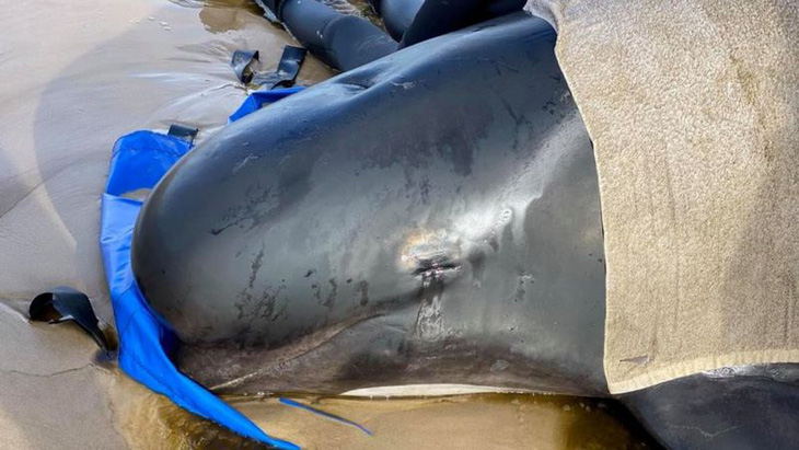 Úc an tử cá voi mắc cạn, tìm cách xử trí gần 400 xác cá chết - Ảnh 2.