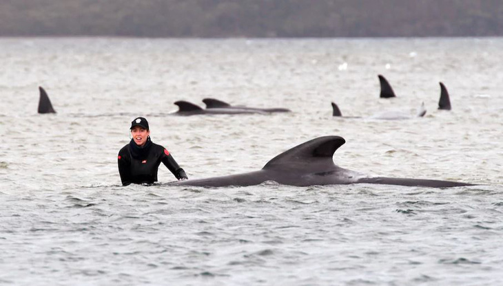 Úc an tử cá voi mắc cạn, tìm cách xử trí gần 400 xác cá chết - Ảnh 1.