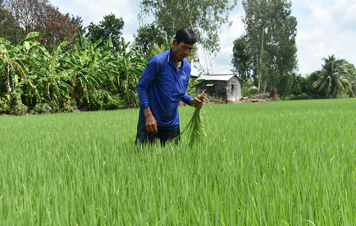 Lúa sạch - hướng đi bền vững của An Giang - Ảnh 1.