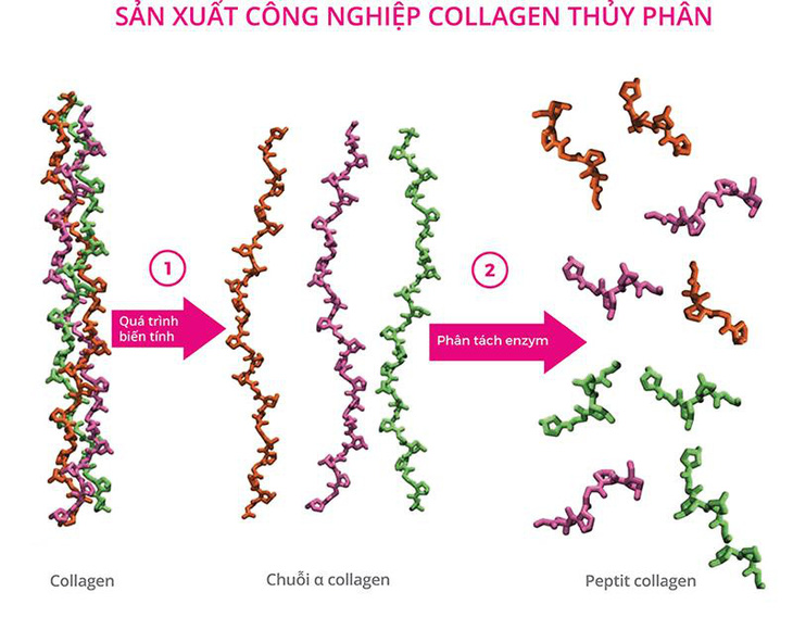 Bộ đôi Collagen và Coenzyme Q10: Chìa khóa giữ gìn sự trẻ trung cho làn da - Ảnh 2.