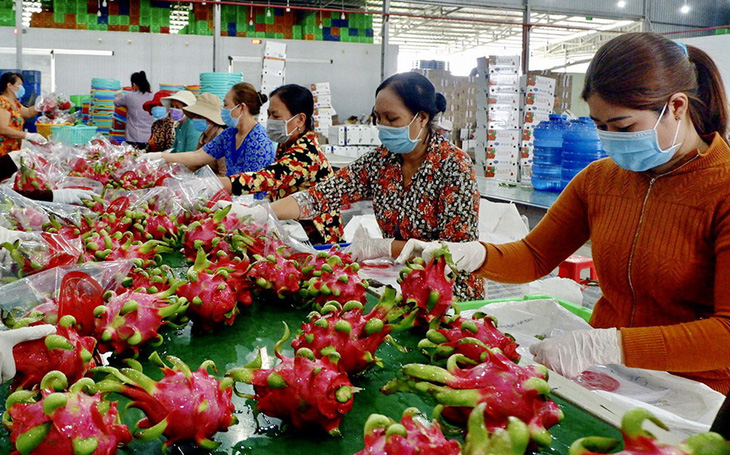 Trung Quốc tăng kiểm soát chất lượng: Xuất khẩu trái cây Việt Nam gặp khó