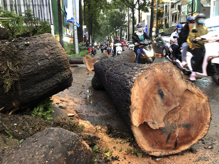 Cơ quan chức năng nói gì về vụ cây ngã đè chết người trên đường Nguyễn Tri Phương? - Ảnh 1.