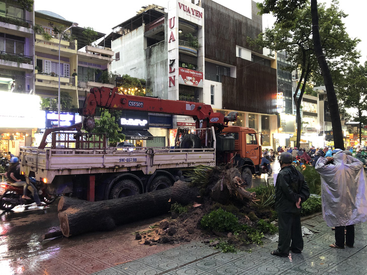 Cơ quan chức năng nói gì về vụ cây ngã đè chết người trên đường Nguyễn Tri Phương? - Ảnh 2.