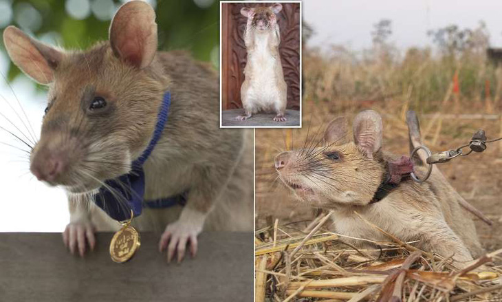 Chuột được trao huy chương vàng nhờ thành tích dò mìn - Ảnh 2.