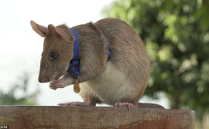 Chuột được trao huy chương vàng nhờ thành tích dò mìn - Ảnh 1.