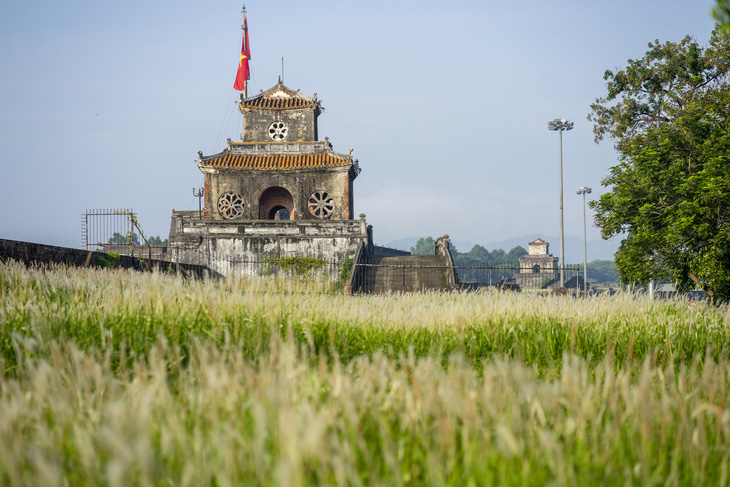 Lãng mạn mùa cỏ tranh xứ Huế - Ảnh 1.