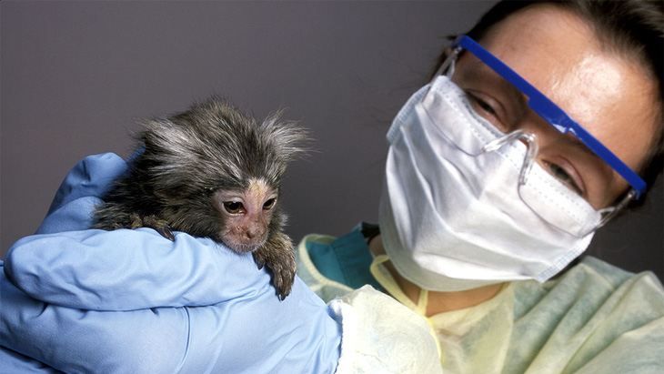Vắc xin ngừa COVID-19 có thể ra đời chậm hơn vì… thiếu khỉ thử nghiệm - Ảnh 1.