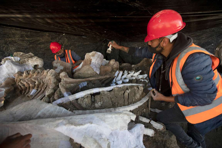 Tìm thấy hơn 200 bộ xương voi ma mút siêu khổng lồ gần nơi xây sân bay - Ảnh 4.