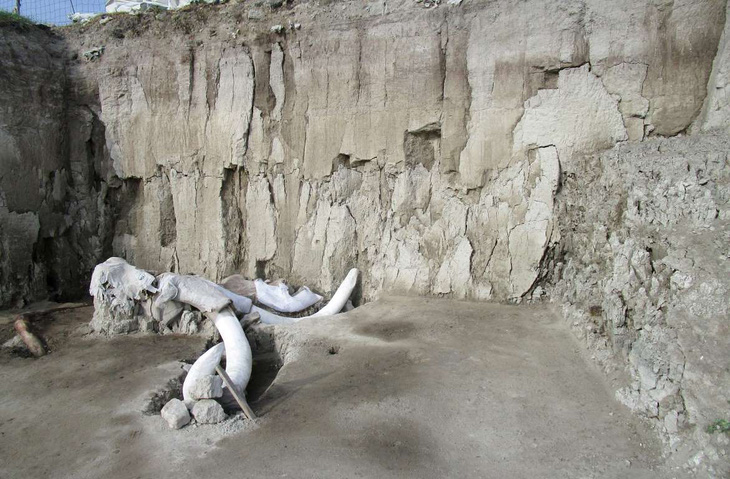 Tìm thấy hơn 200 bộ xương voi ma mút siêu khổng lồ gần nơi xây sân bay - Ảnh 2.