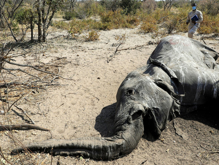 Cuộc chạy đua giải mã bí ẩn cái chết của hàng loạt con voi ở Nam Phi - Ảnh 1.