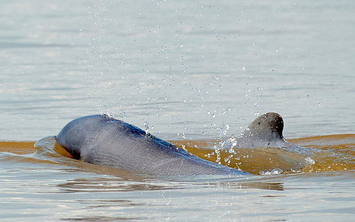 Campuchia đề cử 4 khu bảo tồn cá heo nước ngọt vào danh sách di sản
