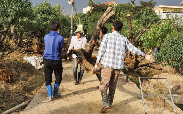 Đào từ vùng cao né chỉ thị Thủ tướng, ồ ạt chạy về Hải Phòng