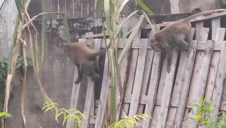 Xuất hiện đàn khỉ hơn chục con đại náo khu dân cư, dân tự chế lồng để bẫy - Ảnh 6.