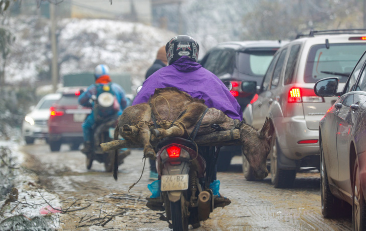 Hơn 200 con trâu, bò chết rét - Ảnh 1.