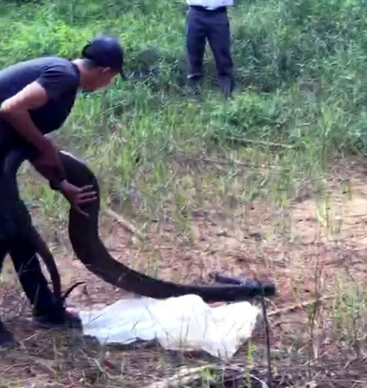 Chở thuê rắn hổ mang chúa nặng 21kg với giá 200.000 đồng, nam thanh niên bị khởi tố - Ảnh 1.