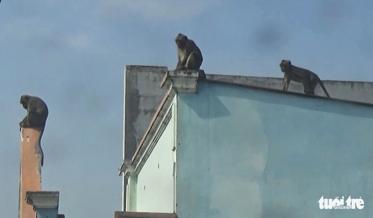 Đàn khỉ đại náo khu dân cư: Đã gây mê, đưa về trạm cứu hộ 2 con khỉ - Ảnh 4.